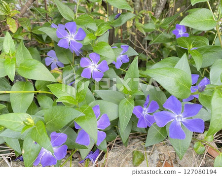 Flower 127080194