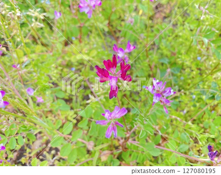 花 花 127080195