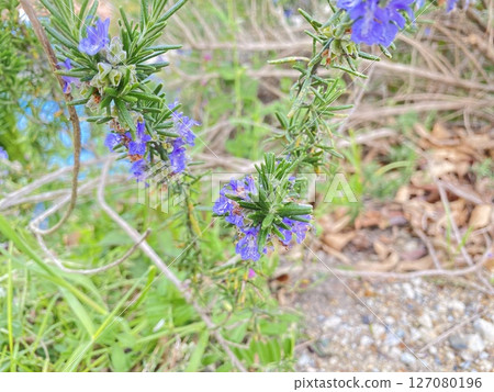 花 127080196