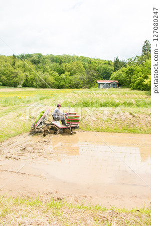 Rice planting with a rice planter 127080247