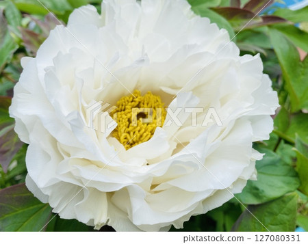 Flower 127080331