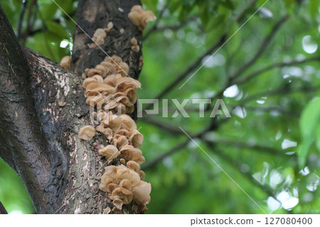 Natural spirit 127080400