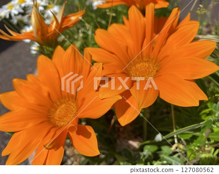 花 花 127080562