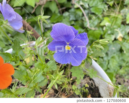 花 花 127080608