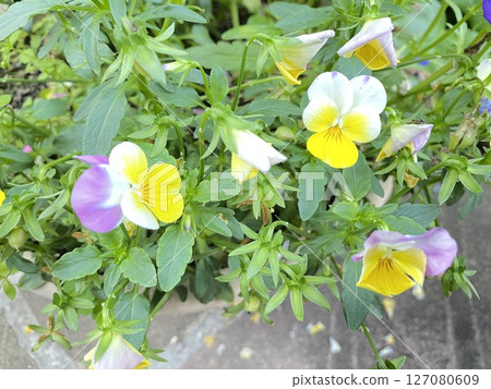 花 花 127080609