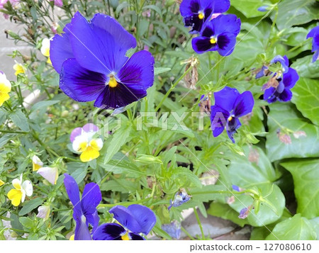 花 花 127080610