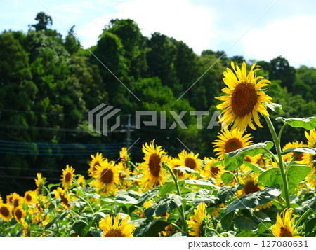 與夏天花的風景 127080631