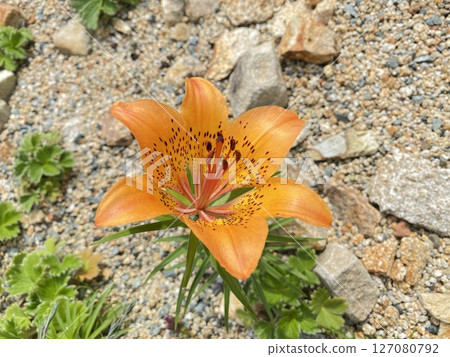 花 花 127080792