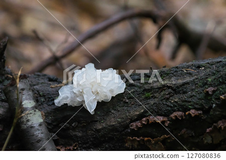 Natural White Fungus 127080836