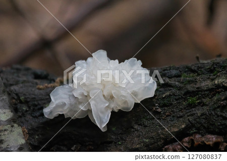 Natural White Fungus 127080837