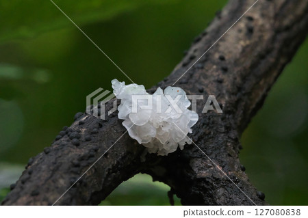 Natural White Fungus 127080838