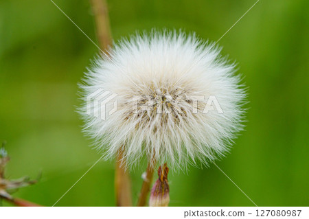 絨毛即將起飛 127080987