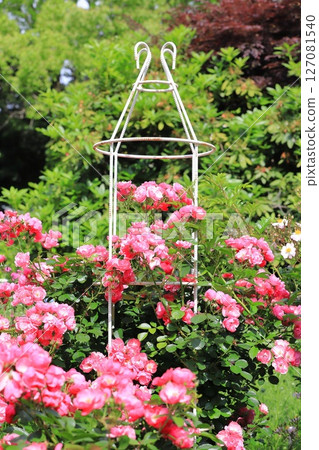 "Angela" rose in full bloom 127081540