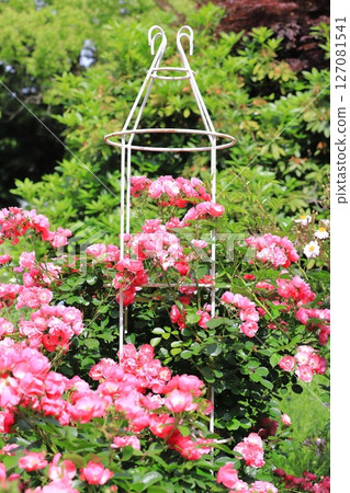 「安琪拉」玫瑰盛開 127081541