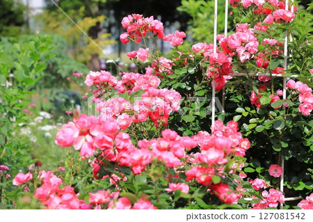 「安琪拉」玫瑰盛開 127081542