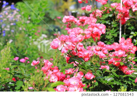 「安琪拉」玫瑰盛開 127081543