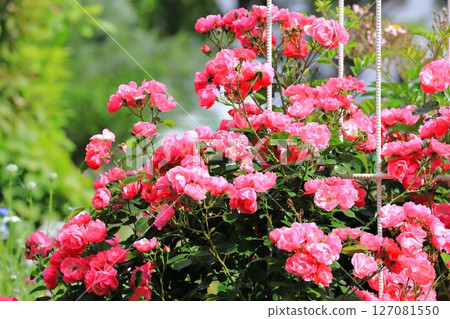 「安琪拉」玫瑰盛開 「安琪拉」玫瑰盛開 127081550