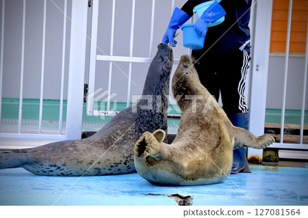 Seals getting food 127081564