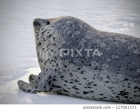 Seal burying its face 127081571