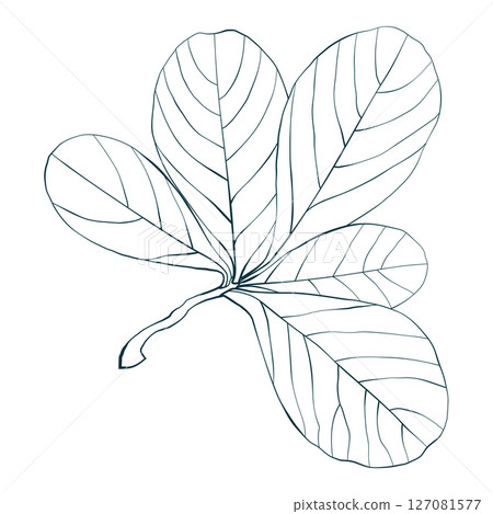 Hand-drawn leaves isolated on white background. Line style coloring book illustration. Hand-drawn leaves isolated on white background. Line style coloring book illustration. 127081577