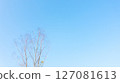 Dry twigs in the spring against a blue sky background, copy space for your text. 127081613