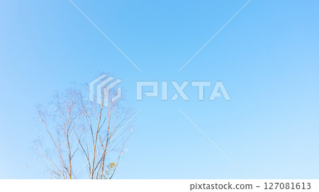 Dry twigs in the spring against a blue sky background, copy space for your text. 127081613