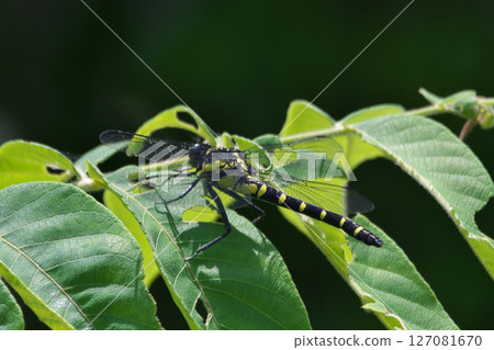 Kooniyanma Kooniyanma 127081670