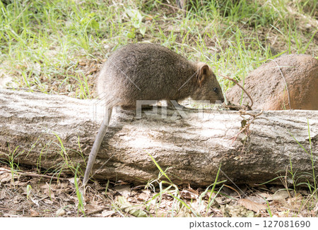 Quokka (Zoo) Quokka (Zoo) 127081690