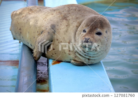 盯著狐狸 127081760