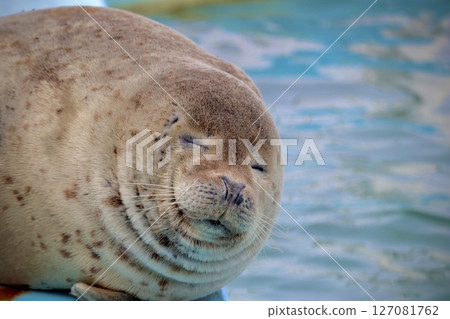 盯著狐狸 127081762