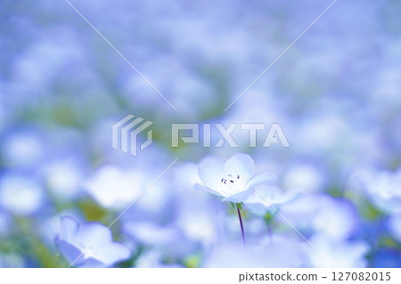 Nemophila blue flower 127082015