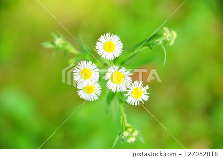 Haldione白花 Haldione白花 127082018