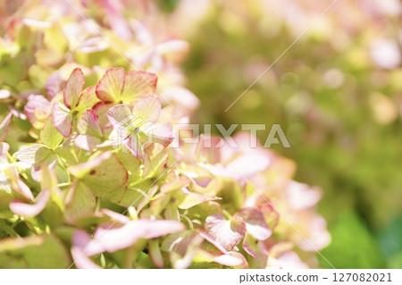 可愛的粉紅色繡球花 127082021