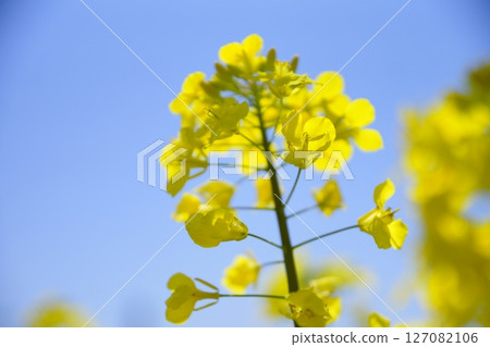 強姦開花發光在藍天 強姦開花發光在藍天 127082106
