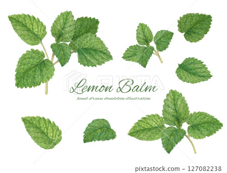 水彩畫的檸檬香蜂草插圖集 水彩畫的檸檬香蜂草插圖集 127082238