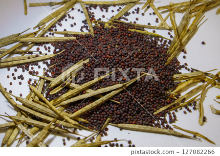 收穫的油菜籽 收穫的油菜籽 127082266