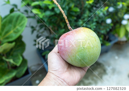 Top view of Sweet Ripe apple mango on hand, focus selective 127082320