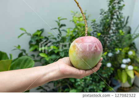 Top view of Sweet Ripe apple mango on hand, focus selective Top view of Sweet Ripe apple mango on hand, focus selective 127082322