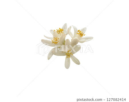 Orange blossom flowers bunch isolated on white background 127082414