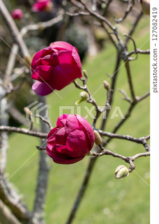 Magnolia soulangeana, saucer magnolia or tulip tree plant with dark purple flowers Magnolia soulangeana, saucer magnolia or tulip tree plant with dark purple flowers 127082419