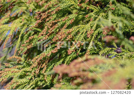 Cryptomeria japonica, Japanese plume Cedar or Plume Cryptomeria branches with cones close-up. Cryptomeria japonica, Japanese plume Cedar or Plume Cryptomeria branches with cones close-up. 127082420