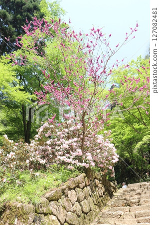 杜鵑花盛開的室生寺 127082481