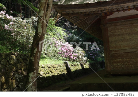 杜鵑花盛開的室生寺 127082482