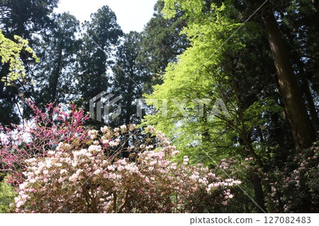 杜鵑花盛開的室生寺 127082483