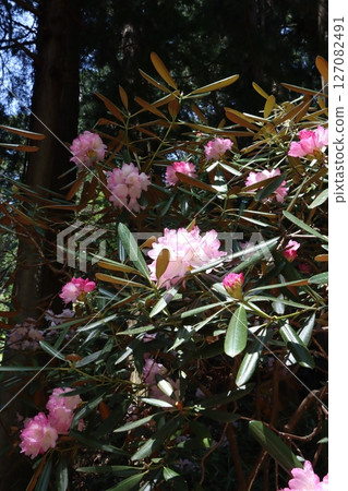 Muroji Temple when rhododendrons bloom 127082491
