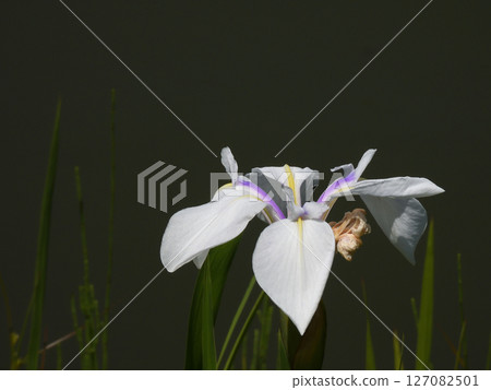 琵琶湖文化公園 - 菖蒲(日落花園) 琵琶湖文化公園 - 菖蒲(日落花園) 127082501