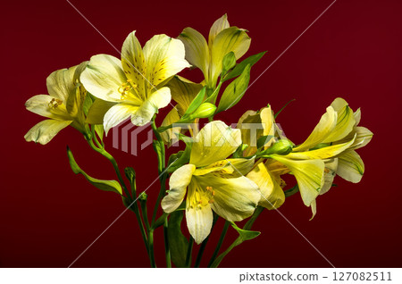 Soft Yellow Alstroemeria Flowers on a Deep Red Background 127082511