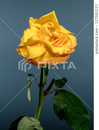 Elegant Yellow Rose Adorned with Dew Drops Elegant Yellow Rose Adorned with Dew Drops 127082515