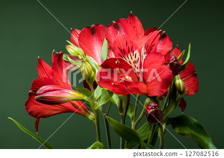 Vibrant Red Alstroemeria Flowers on a Deep Green Background Vibrant Red Alstroemeria Flowers on a Deep Green Background 127082516