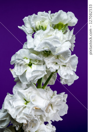 White Matthiola Blooms Against a Rich Purple Backdrop 127082533